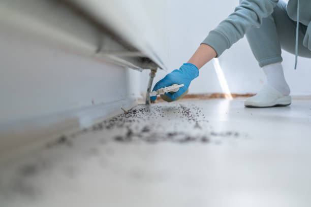 Best Wasp Removal Services  in Cape May, NJ